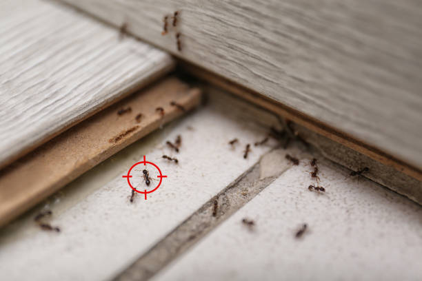Pest Control Cost in Prunedale, CA