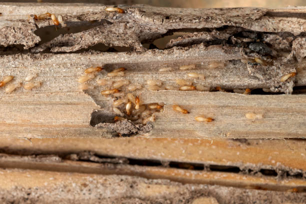 Best Pest Control Near Me  in Prunedale, CA